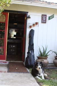 Rooster the Dog guarding the studio.